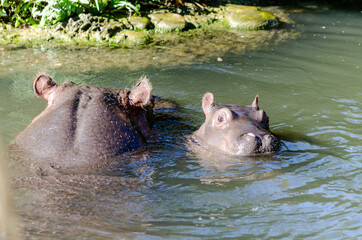 Bébé hippopotame commun (Hippopotamus amphibius) et maman