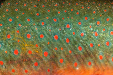 Arctic char close up. Beautiful colored spots on the side.