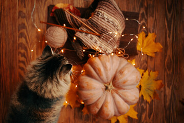 Top view of the autumn composition with cat, ripe pumpkin and a knitted colored scarf, fall leaves with a bright garland on a wooden background.