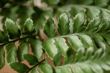 close up of green leavs, nacka, sweden, sverige, stockholm