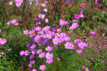 Autumn flower cosmos blooming in the park