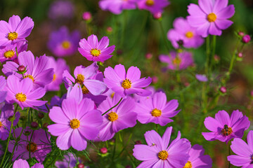 Autumn flower cosmos blooming in the park