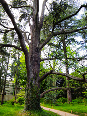 trees in the park