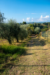 Fototapeta na wymiar Landscapes in Tuscany along via Francigena between San Miniato and Gambassi Terme