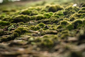 Macro shot of green moss balls on a reed roof