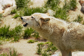 portrait of a european wolves who is howling