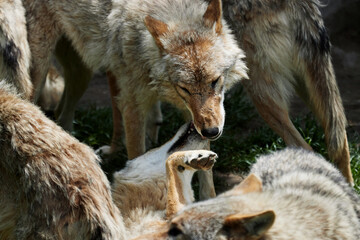 Obraz premium portrait of two european wolves