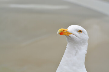 Portrait of a seagull looking with curiosity.