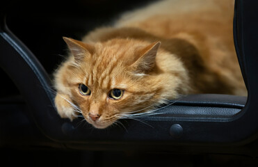Ginger cat lying on a black leather chair