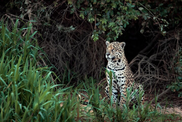 Jaguar on a river bank in natural habitat