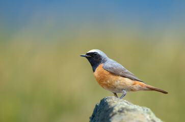 Common Redstart perched on a rock against green background