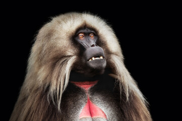 Obraz premium Portrait of male Gelada monkey against dark background