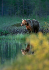 Eurasian Brown bear standing by a pond in the forest