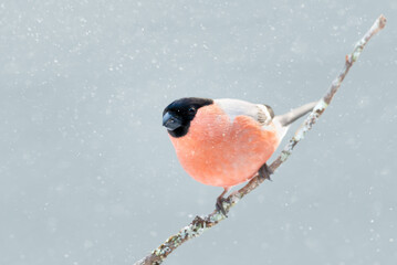 Close up of a male Eurasian bullfinch perched on a mossy branch in winter