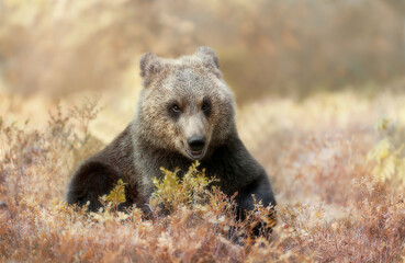Close up of a cute Eurasian Brown bear cub in forest © giedriius