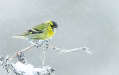 Eurasian siskin perched on a branch in the falling snow