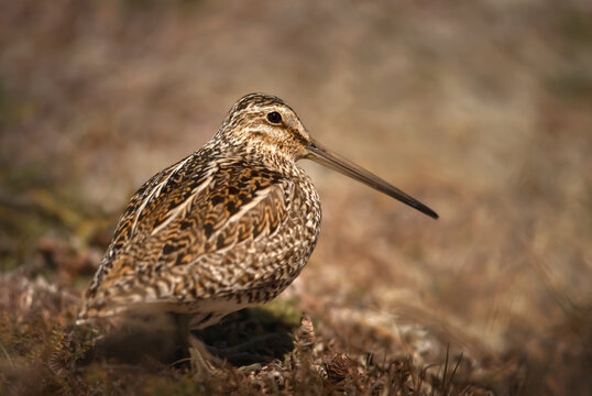 Close up of a south american snipe