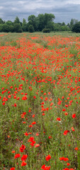Red Poppy Field Flanders Belgium Battlefield Remembrance background texture image