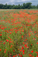 Red Poppy Field Flanders Belgium Battlefield Remembrance background texture image