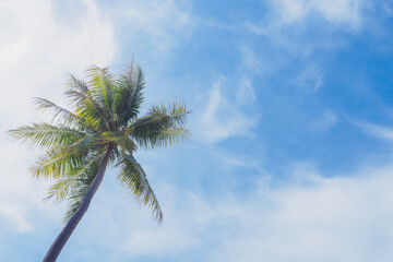 Green palm or coconut tree stand with clearly could and blue sky background in summer with copy space