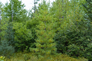Fototapeta na wymiar Young pine tree in the forest in August. New Hampshire, USA