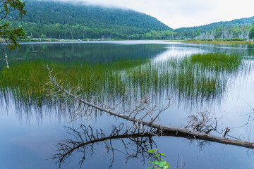 Dry tree branch on the background of the lake in Acadia National Park, Main, USA