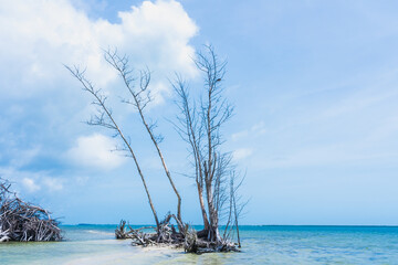 Trees on a shallow desert island on Indian River, Vero Beach, Florida