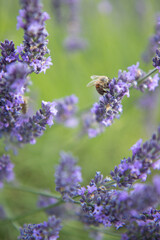Abeille sur lavande en Provence