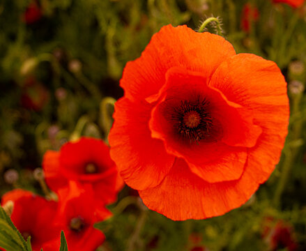 Red Poppy Field Flanders Belgium Battlefield Remembrance background texture image close up of flower head single