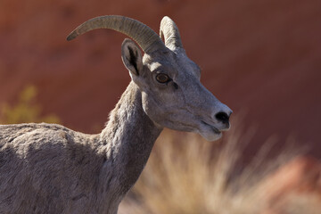 Close up of Desert Bighorn Sheep in Nevada against red sandstone background in Valley of Fire State Park