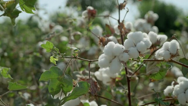 Close-up. A bush of high-quality cotton sways in the wind, ready to harvest, cotton in detail. Agricultural industry. Cotton field.