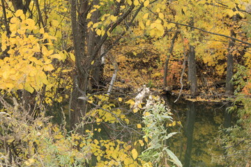 autumn forest and water