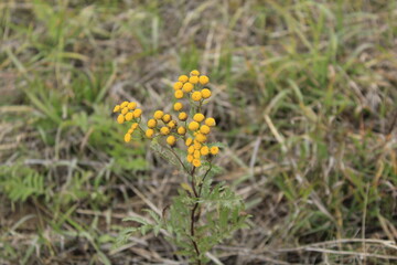yellow tansy flowers