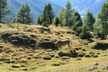 Österreich-Alpen