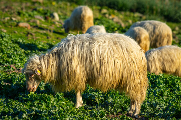 Close up of a sheep in a green field at sunset