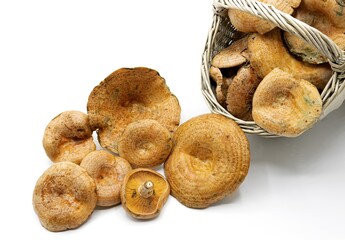 Lactarius deliciosus, commonly known as the saffron milk cap and red pine mushroom, Lactarius deliciosus, commonly known as the saffron milk cap and red pine mushroom, is an edible mushroom, grows und