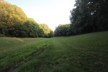 A small wooded valley where rainwater has made a trail. The start of a stream.