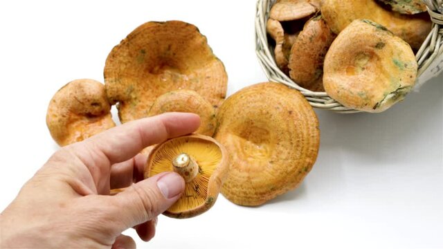 Lactarius deliciosus, commonly known as the saffron milk cap and red pine mushroom, Lactarius deliciosus, commonly known as the saffron milk cap and red pine mushroom, is an edible mushroom, grows und