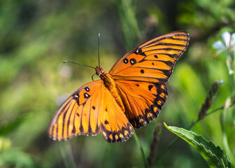 Fototapeta na wymiar Gulf Fritillary with open wings along the nature trail in Pearland, Texas!