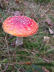 inedible, poisonous mushroom toadstool - Polish name 
