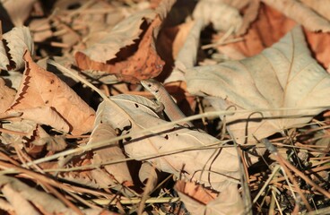 Young lizard Lacerta viridis in autumn leaves