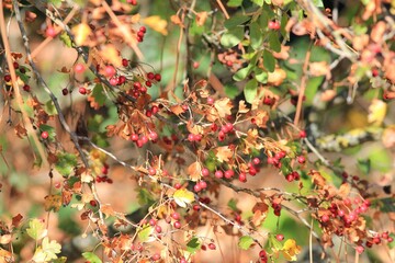 Red hawthorn berries in the autumn forest