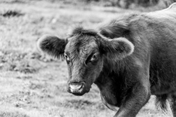 Fluffy cow with big ears close up low level view showing ears eyes nose and head cute good looking black and white monochrome image