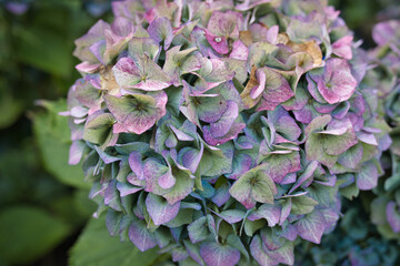 Close view on a blooming purple blue hydrangea flower in autumn. Garden concept with selective focus and copy space