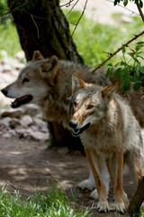 Naklejka na ściany i meble two european wolves under a tree