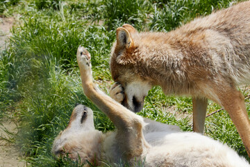 two playing european wolves