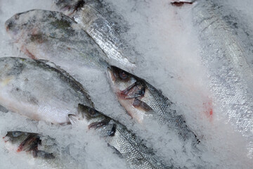 Fresh fish lies on the ice counter