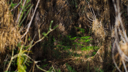 Éléments végétaux poussant entre les rangées de pins, dans la forêt des Landes de Gascogne