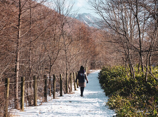 Winter forest of Nikko, Japan