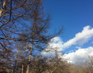 Winter forest of Nikko, Japan